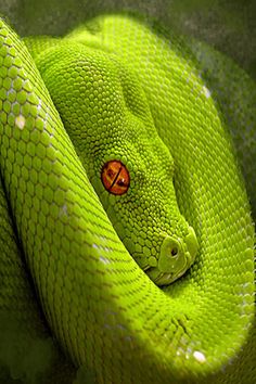 a green snake curled up with its head in the middle of it's body