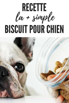 a dog looking at food in a jar with the words recette la simple biscuit pour chien