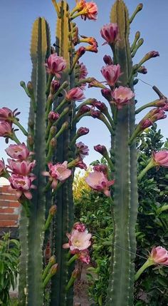 some pink flowers are growing on the side of a tall cactus plant in a garden