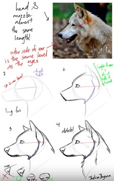 how to draw a wolf's head with different angles and directions for each animal