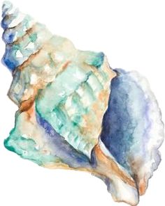 a watercolor painting of a sea shell