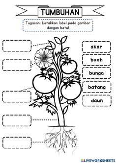 the parts of a plant worksheet for kids to learn and practice their language