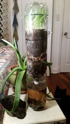 a glass vase with plants in it sitting on a table next to a black cat