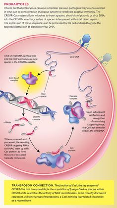 a diagram showing the structure of an animal's cell and how it functions in transport