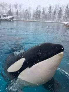 an orca swimming in the water with snow falling on it's back legs