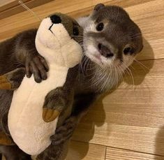 an otter hugging a stuffed animal on the floor