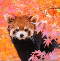 a red panda standing in the middle of some leaves and looking at the camera with an intense look on his face