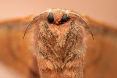 a close up view of the back end of a brown moth's head and wings