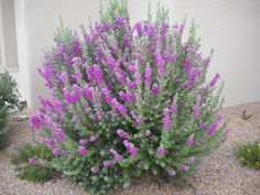 purple flowers are blooming in front of a white wall and some gravel on the ground