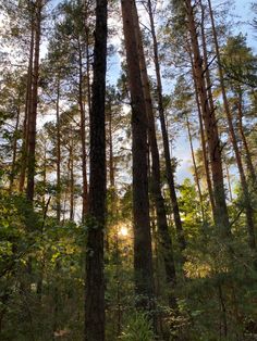 the sun shines through the tall trees in the pine forest on a sunny day