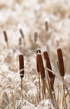 some brown and white plants in the grass