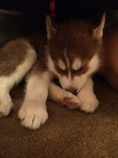 a husky puppy is sleeping on the floor