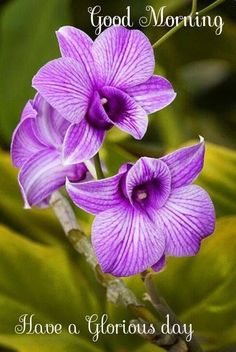 two purple flowers with green leaves in the background