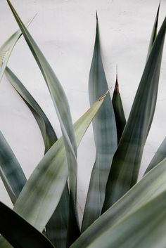 some very pretty green plants by a white wall