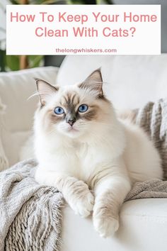 a cat sitting on top of a couch with the words how to keep your home clean with cats?