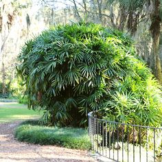 a lush green bush next to a metal fence in a park area with lots of trees