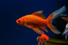 two goldfish in an aquarium looking at each other