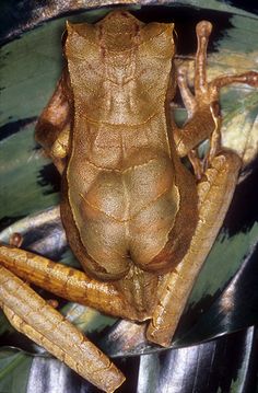 a brown frog sitting on top of a leaf