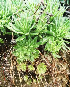 some green plants growing out of the ground