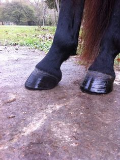 the legs and feet of a horse with black hooves