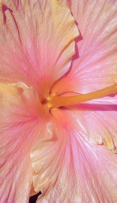 a pink flower with yellow stamens is shown in this close - up photo