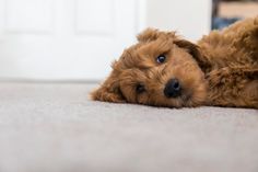 a small brown dog laying on top of a white floor next to a door with it's head resting on its paws