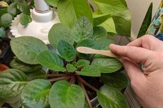 a person holding a wooden spoon in front of a potted plant with green leaves