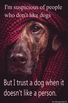 a dog wearing a red blanket with the caption i'm suspicious of people who don't like dogs but i trust a dog when it doesn't like a person