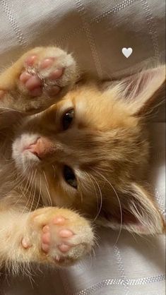 two orange kittens laying on top of a white sheet with hearts in the background