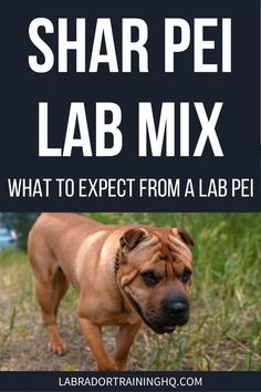 a brown dog standing on top of a field next to tall grass and the words shar pei lab mix