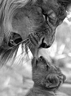 a black and white photo of a lion with its reflection in the water