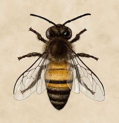 a drawing of a bee on a beige background