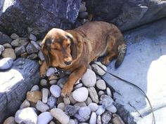 a brown dog laying on top of rocks