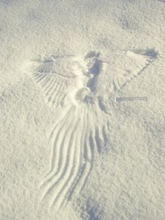 an animal tracks in the snow on a sunny day