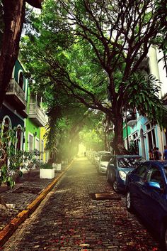 cars parked on the side of a street next to trees