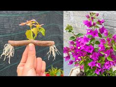 purple flowers are growing out of the ground next to a hand holding a stick with roots