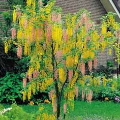 a tree with yellow flowers in front of a house