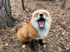 a red fox yawns in the woods with its mouth open and it's tongue out