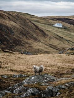 two sheep standing on top of a grass covered hill with mountains in the back ground