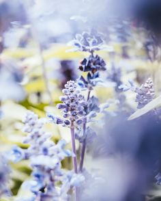 some purple flowers are in the middle of blue and yellow plants with white petals on them