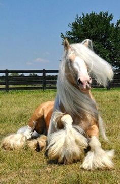 a horse that is laying down in the grass