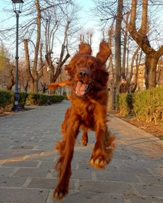 a brown dog is jumping in the air