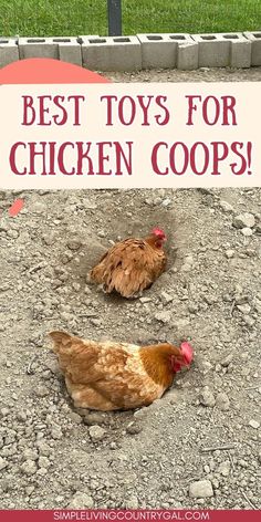 two chickens laying on the ground with text overlay saying best toys for chicken coops