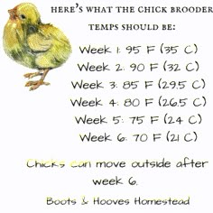 a chicken with the words chickens can move outside after week 6, and then back to school