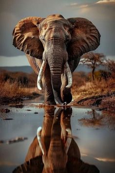 an elephant is standing in the water with its reflection