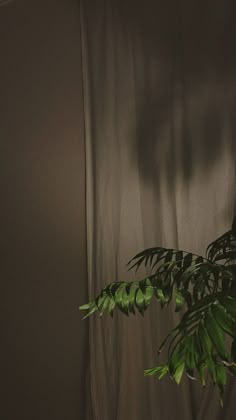 a potted plant in front of a curtain