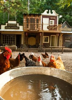 several chickens are standing in front of a water trough