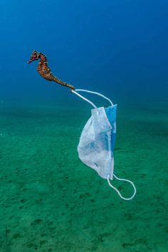 a seahorse is hooked up to a net in the ocean