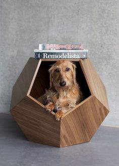 a dog is sitting in a small wooden structure with magazines on top of it's head