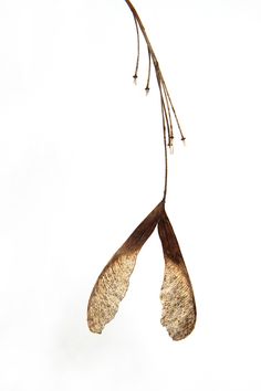 two dried flowers are hanging from a twig on a white background with water droplets